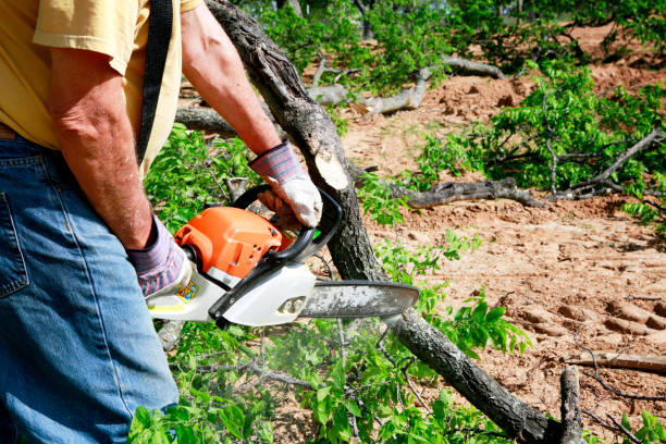 Best Residential Tree Removal  in Friedens, PA